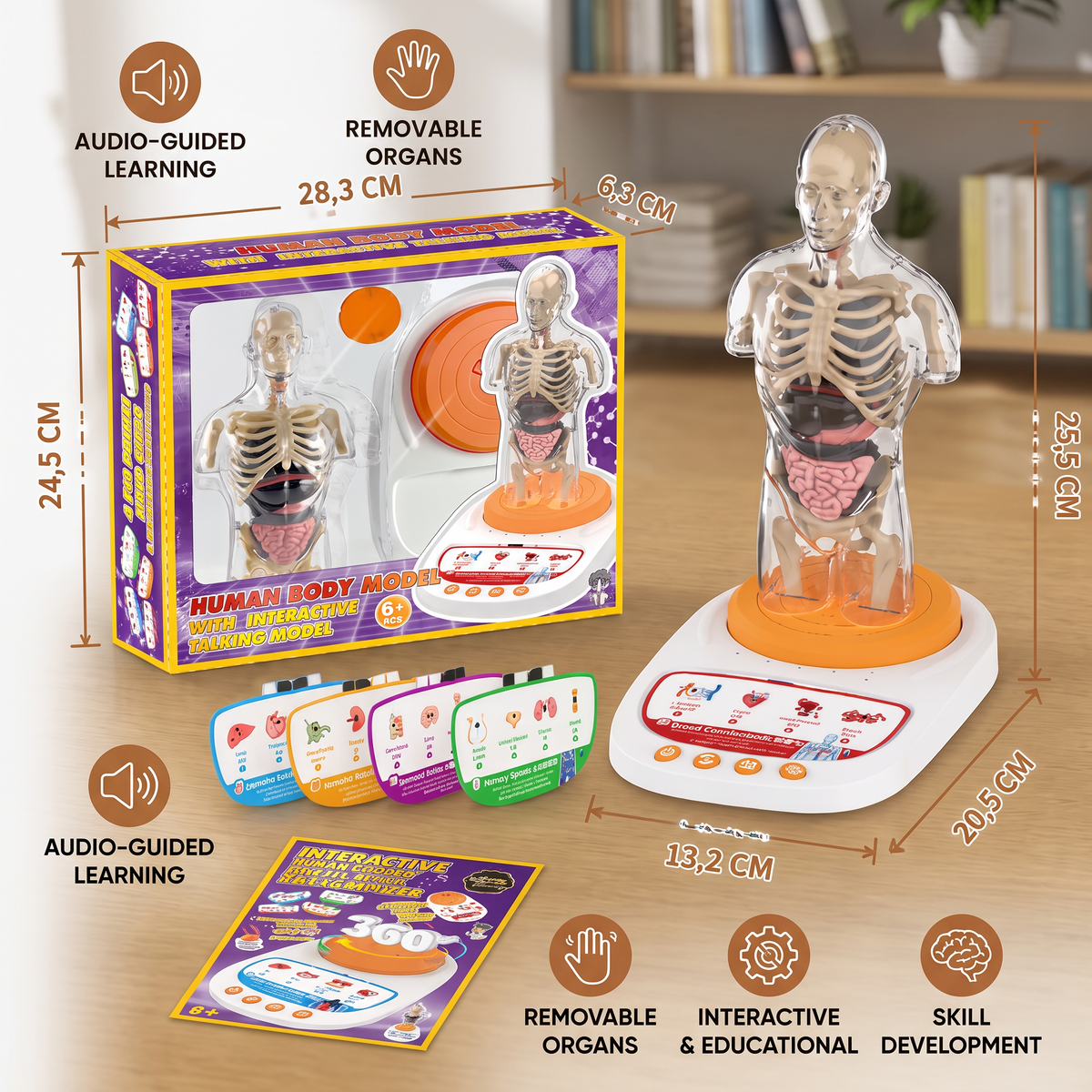 Interactive Talking Anatomical Model with Removable Organs & Audio-Guided Learning