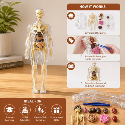 Human Body Anatomy STEM Learning Kit with Assemble-Your-Own Organ Model