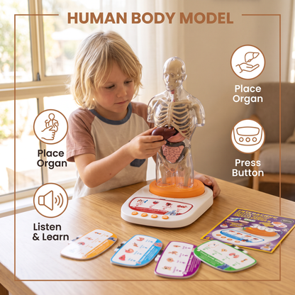 Interactive Talking Anatomical Model with Removable Organs & Audio-Guided Learning