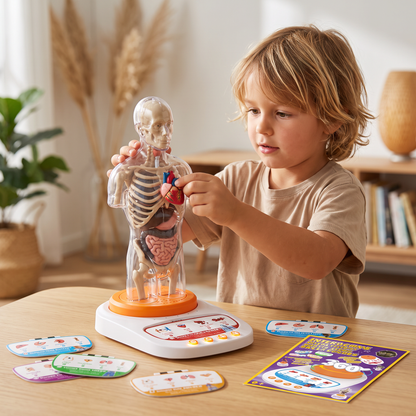 Interactive Talking Anatomical Model with Removable Organs & Audio-Guided Learning
