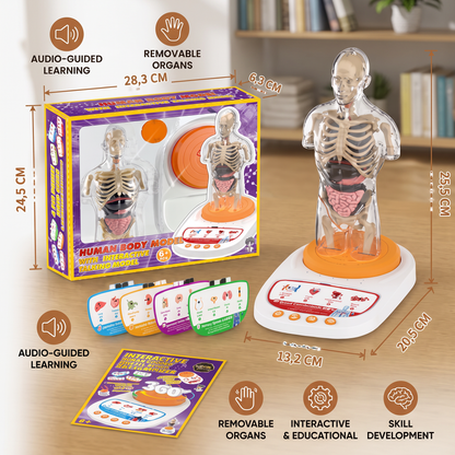 Interactive Talking Anatomical Model with Removable Organs & Audio-Guided Learning