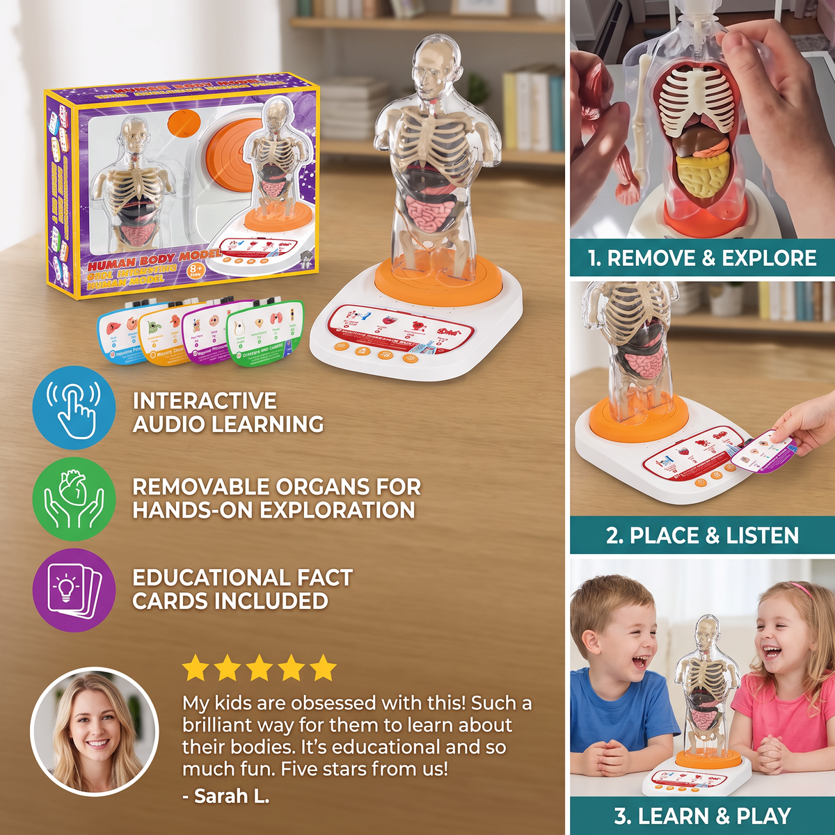 Interactive Talking Anatomical Model with Removable Organs & Audio-Guided Learning